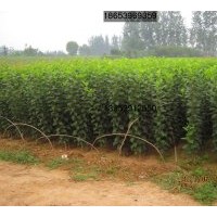 供應(yīng)甜茶實(shí)生苗、成品苗（北美海棠）
