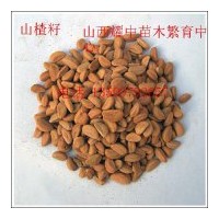 供應(yīng)文冠籽6噸、山楂籽5噸