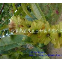 供應(yīng)青錢柳苗