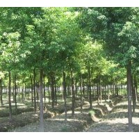 南京紅葉石楠 欒樹 紫薇 七葉樹苗木價(jià)格