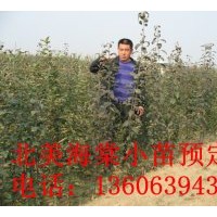 北美海棠苗供應
