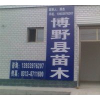 出售饅頭柳