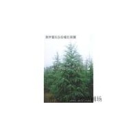 供應(yīng)4米雪 廣玉蘭 女貞 石楠 樸樹等