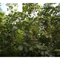 供應(yīng)綠化苗木金葉楡，紅王子錦帶，四季玫瑰，紅瑞木，貼桿海棠，