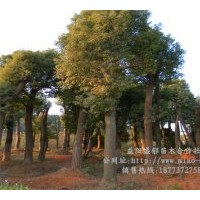 湖南香樟樹批發(fā)