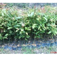供應木荷 幌傘楓、紅花銀樺、紅花/黃花風，鈴木、香樟