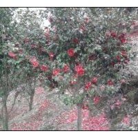 供應(yīng)各類規(guī)格茶花，茶梅