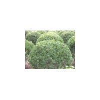 供應(yīng)黃楊球 爬地柏、側(cè)柏、塔柏、扶芳藤、花柏球、沙地柏、紅梅