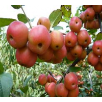 售甜茶果、甜茶種、甜茶苗。