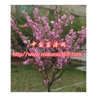 綠化苗木重瓣榆葉梅苗木價(jià)格|陜西苗木行情