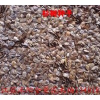 供應(yīng)：杉樹(shù)種子，紅葉石楠種子,欒樹(shù)種子，藍(lán)花楹種子，紅花紫薇