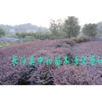紅花繼木 高30公分，冠30公分，數(shù)量200萬株