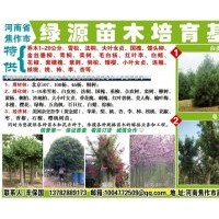 大量低價(jià)供應(yīng)各種果樹苗和綠化樹、白皮松苗
