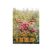鈣果苗+薄殼香、8518. 中林、遼核、香玲、晉龍1-2號