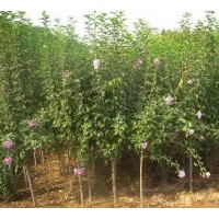 基地直銷木槿.月季.繡線菊.火棘.紅瑞木.云南黃馨,