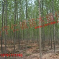 優(yōu)質(zhì)法桐法桐小苗選濟寧仁誠苗木綠化有限公司