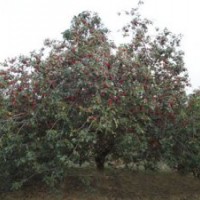 八棱海棠樹精品樹形河北懷來縣特價(jià)供應(yīng)