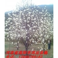 常年供應(yīng)白玉蘭，紅玉蘭，二喬玉蘭，皂角，欒樹，五角楓等