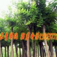 供應(yīng)苗木 國槐 合歡 法桐 價格