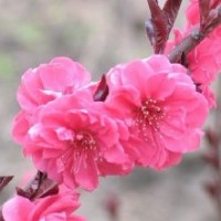 紫葉桃