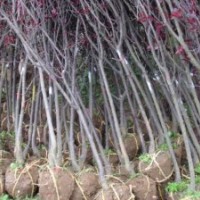 自產(chǎn):紅葉李、紫薇、紅葉桃等地經(jīng)2到8公分量大