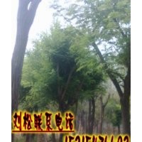 兗州國(guó)槐便宜嗎？大旺國(guó)槐基地