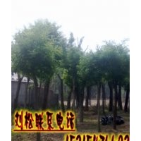 批發(fā)國(guó)槐苗木-國(guó)槐樹(shù)苗種子-國(guó)槐價(jià)格-國(guó)槐基地