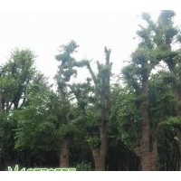 合肥長綠苗圃長年供應(yīng)各種規(guī)格樸樹