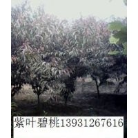 苗木市場(chǎng)在河北 大法桐河北碧桃保定欒樹