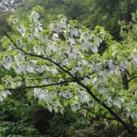 長(zhǎng)期出售珙桐樹(shù)苗.藍(lán)花盈.金合歡樹(shù)苗.