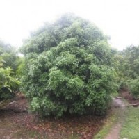 主營(yíng)四季桂，八月桂，丹桂，廣玉蘭，紅楓、櫻花。紫薇，香樟、海