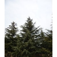 供應(yīng)國(guó)槐、龍爪槐、雪松、蜀檜等