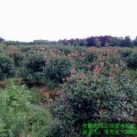 供應(yīng)紅葉石楠-中華石楠-羅木石楠-紅葉碧桃