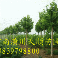 法桐，法桐價(jià)格，法桐基地，速生法桐，法國梧桐，懸鈴木，潢川法