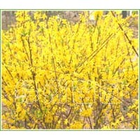 供應(yīng)迎春、連翹、紫薇、梅花、海棠等綠化苗木-花木