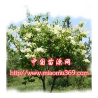暴馬丁香綠化苗木專業(yè)供應(yīng)商！
