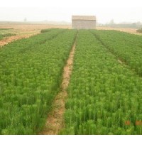 供應(yīng)白皮松苗，側(cè)柏苗，油松苗，華山松苗，黑松苗