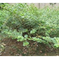 苗木基地【江蘇沭陽】出售平枝荀子、紅葉小檗等苗木