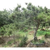 油松專供，基地專業(yè)銷售油松