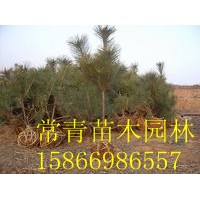 低價(jià)供應(yīng)80公分黑松苗