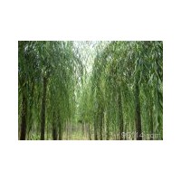 供應河北苗木:法桐,刺槐、紅花槐、五七香花槐、黃金槐、紫芯槐、