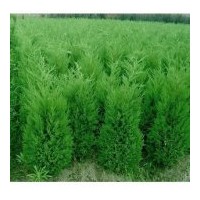 供應塔柏、櫸樹、木槿、蜀檜、紅楓、櫻花、桂花、榆葉梅、金銀花