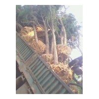 供應(yīng)各規(guī)格 國(guó)槐 白蠟 法桐 垂柳 臭椿