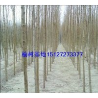 供應(yīng)白榆樹(shù) 河北白榆樹(shù) 榆樹(shù)苗