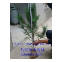 常年供應(yīng)【油松樹苗，油松苗】