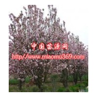 供應(yīng)綠化苗木西府海棠苗木價(jià)格