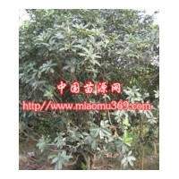 供應(yīng)綠化苗木絲棉木，提供絲棉木苗木價(jià)格