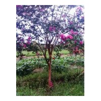 供應(yīng)欒樹、香樟、紫薇、紅楓、雞爪槭、櫻花、垂絲海棠、無患子