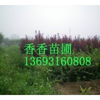 供應(yīng)各種苗木：紅銀木，紫荊，大葉黃楊，小葉黃楊，紅葉小波