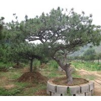 油松 苗木培育基地